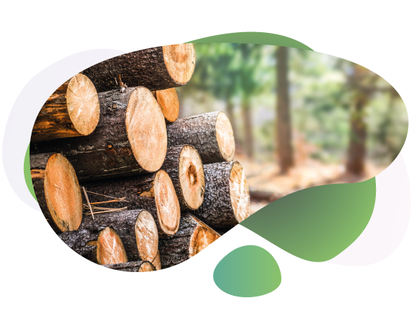 Bois Environnement Services
